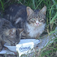 photo de livraison pour Bien vivre avec les Chats Sallélois