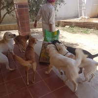 photo de livraison pour SOS Animaux Tunisie