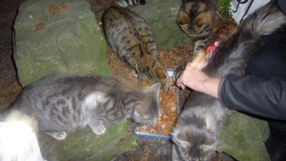 chat roubaix