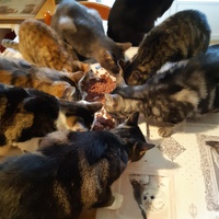 photo de livraison pour Pour l'Amour des Chats