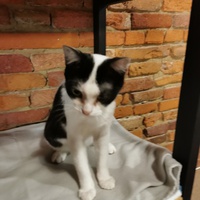 photo de livraison pour Le Resto des Zanimos