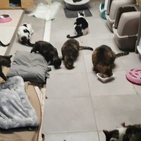 photo de livraison pour La Patte de l'Espoir 57