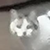 photo animal