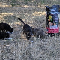 photo de livraison pour Bien vivre avec les Chats Sallélois