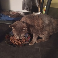 photo de livraison pour Protect Cat