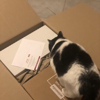 photo de livraison pour Les Chats de Condom 32