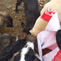 photo de livraison pour Happy Shelter Skopje