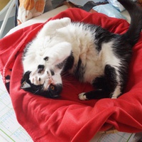 photo de livraison pour Ecole du Chat de Vernon