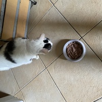 photo de livraison pour Les Chats de Condom 32