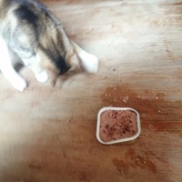 photo de livraison pour Les Buddy Chats