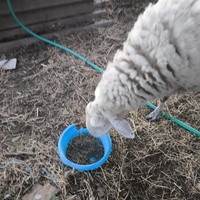 photo de livraison pour Chats Libres de Béziers