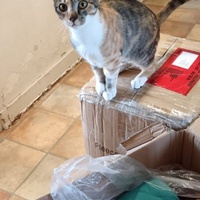 photo de livraison pour L’École du Chat de Saint-Denis Langevin