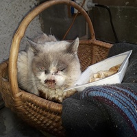 photo de livraison pour Une vie, Un chat