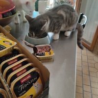 photo de livraison pour Les chats de l'Indifférence