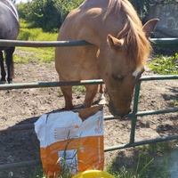 photo de livraison pour Hearthland Royal Horse