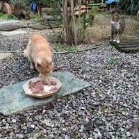 photo de livraison pour Les chats de chez nous