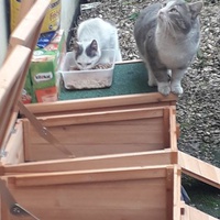 photo de livraison pour L'ANGE Laurence pour les chats