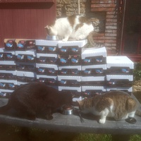 photo de livraison pour Ecole du Chat Libre de Caillerot