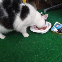 photo de livraison pour A Pas De Chats