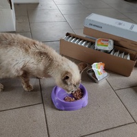 photo de livraison pour Les chats de l'Indifférence