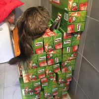 photo de livraison pour Protection Animale Amélienne