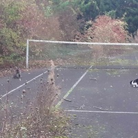 photo de livraison pour Association Chats Errants Val de Nièvre