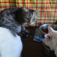 photo de livraison pour Amis de Myrtille