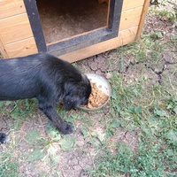 photo de livraison pour Serbian Society for the Protection of Animals - SSPA