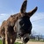 photo animal
