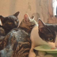 photo de livraison pour Bien vivre avec les Chats Sallélois