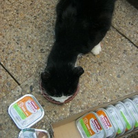 photo de livraison pour Au Bonheur des Chats Libres