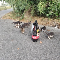photo de livraison pour Les chats Port-Saint-Louisiens