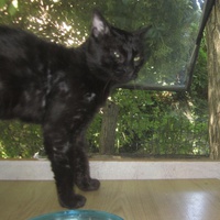 photo de livraison pour Les Chats de la Tour