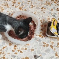 photo de livraison pour Cat Miaou