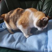 photo de livraison pour Les chats de l'Indifférence