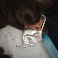 photo de livraison pour Chats Grains d'Amour