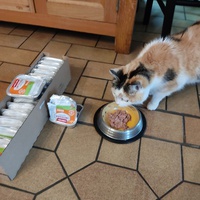 photo de livraison pour Les chats de l'Indifférence