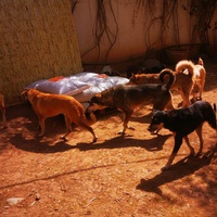 photo de livraison pour Help Adopt Moroccan Animals