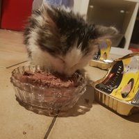 photo de livraison pour Des Cœurs pour les Pattes du 93