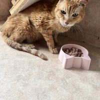 photo de livraison pour Les Chats de Marsillargues