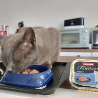 photo de livraison pour Chat L'Heureux Chat l'Ange et Cie