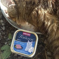 photo de livraison pour Les Chats-Pitresdelavi-Ste