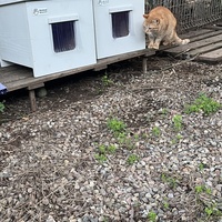 photo de livraison pour Les chats de chez nous