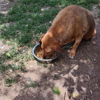photo de livraison pour Serbian Society for the Protection of Animals - SSPA