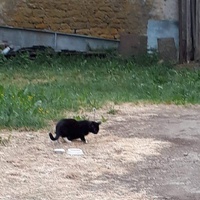 photo de livraison pour Chat Suffit a.sb.l.