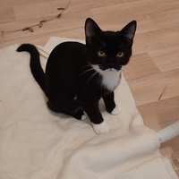 photo de livraison pour Bien vivre avec les Chats Sallélois