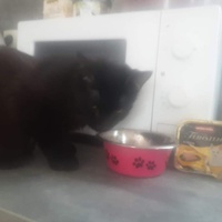 photo de livraison pour Les Chats libres de Fleurance