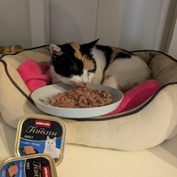 photo de livraison pour CAPPA