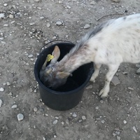 photo de livraison pour La Ferme des Zanimobiles