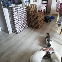 photo de livraison pour Boule de Poils